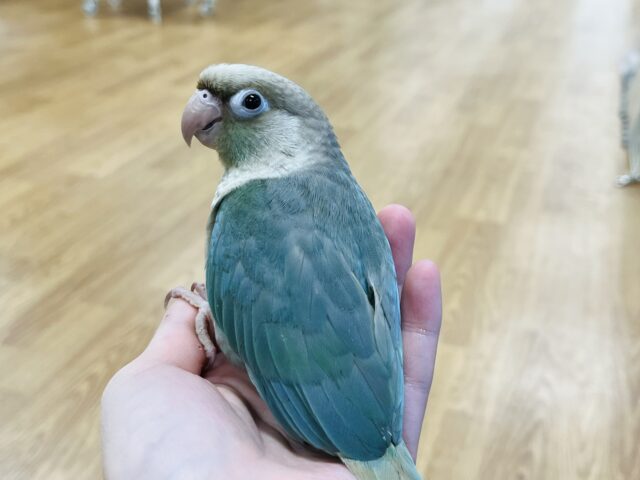 ホオミドリウロコインコ