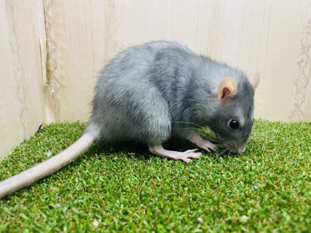 ファンシーラット