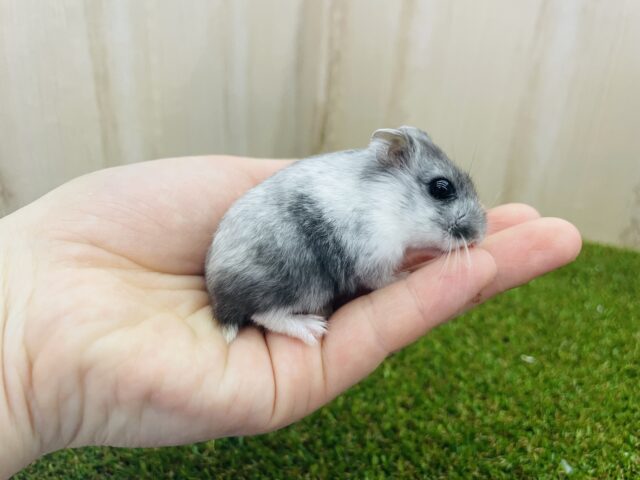 ドワーフハムスターの1種