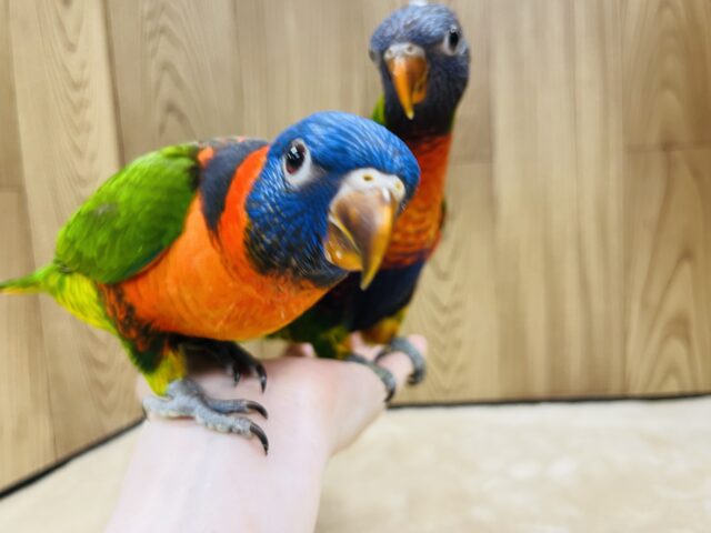 ゴシキセイガイインコ