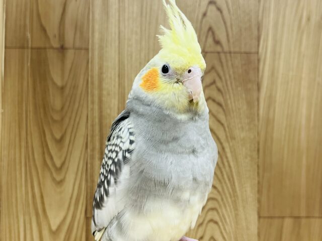 オカメインコ