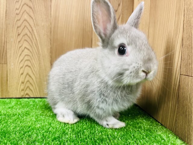 ネザーランドドワーフ