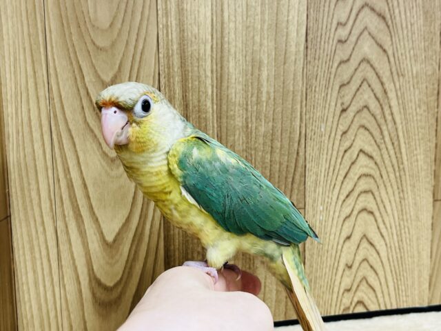 ホオミドリウロコインコ