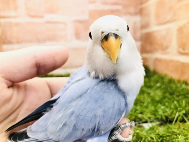 人気のバイオレットが入舎です コザクラインコ R5 4/12撮影 コザクラインコ(小桜インコ)