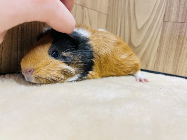 イングリッシュモルモット