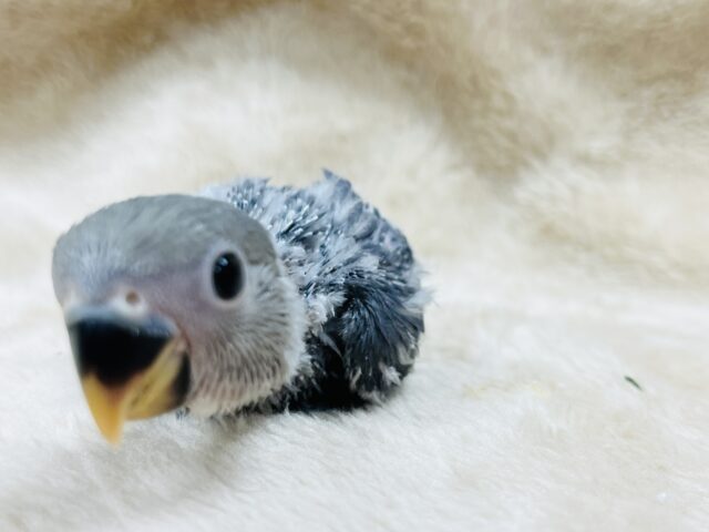 きゅるるん瞳✨️あざとい系です♪コザクラインコ(バイオレット)ヒナ コザクラインコ(小桜インコ)