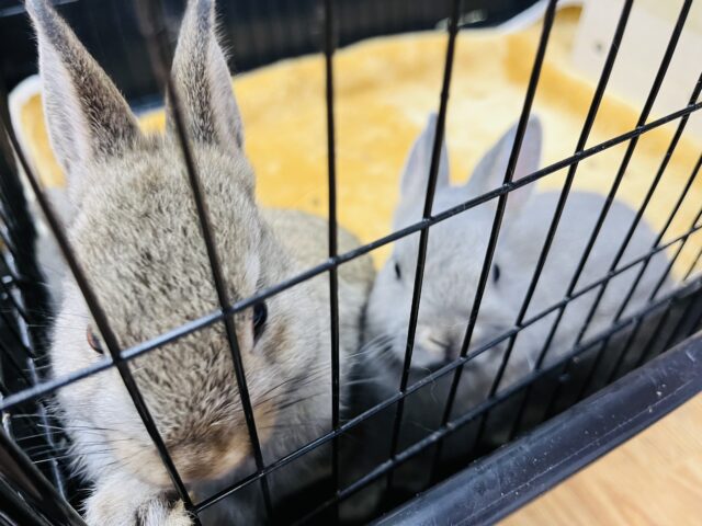 ネザーランドドワーフ