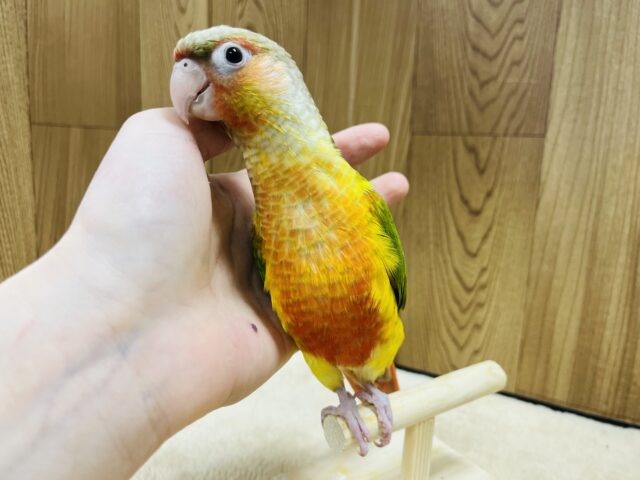 ホオミドリウロコインコ