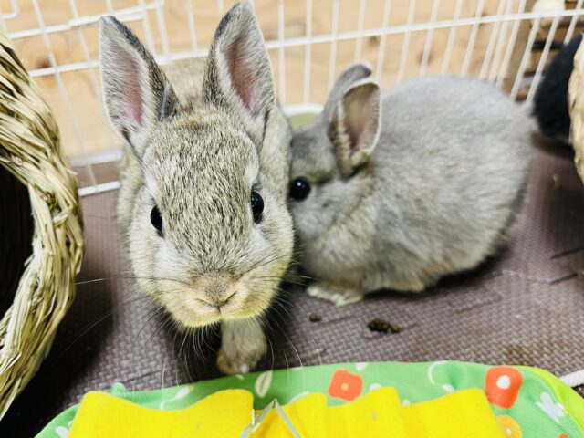 ネザーランドドワーフ