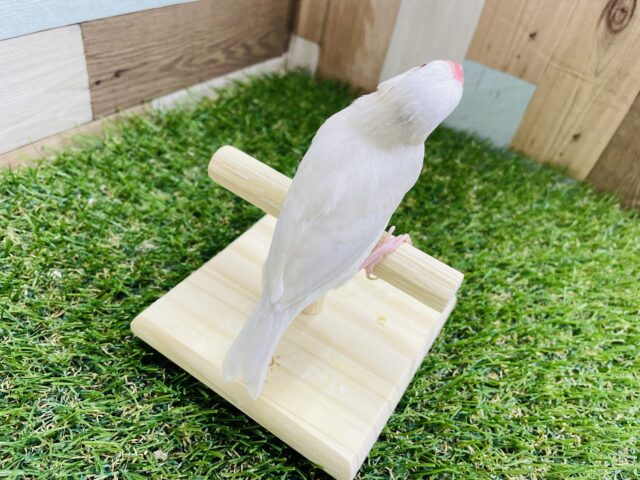 シルバーイノ文鳥