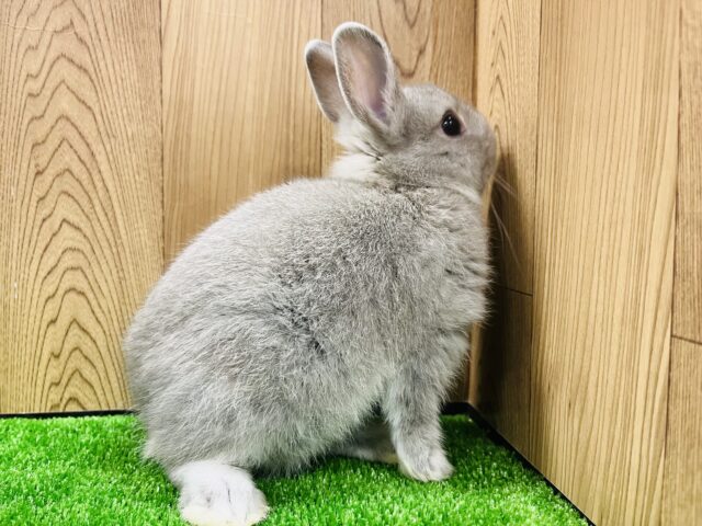 ネザーランドドワーフ