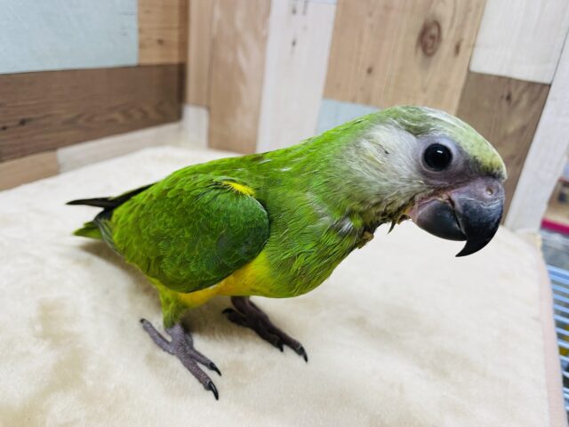 セネガルパロット