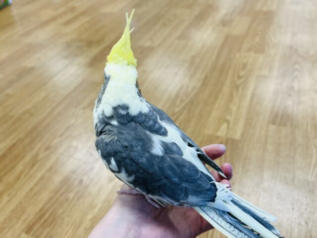 オカメインコ
