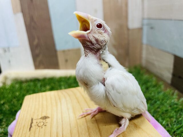シルバーイノ文鳥