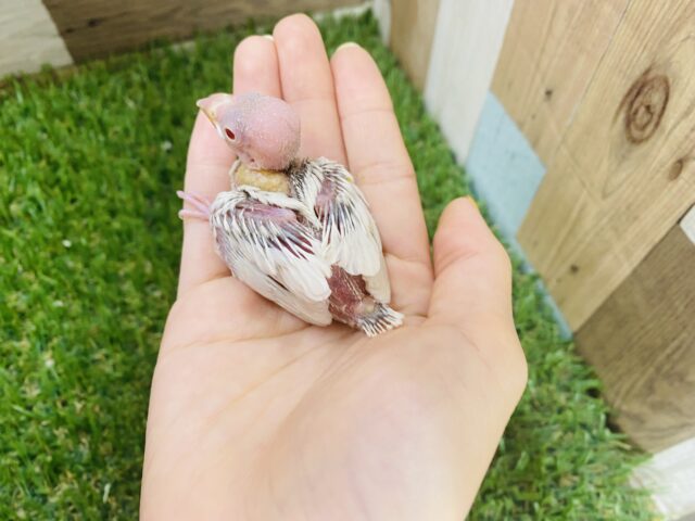 シルバーイノ文鳥