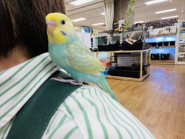 セキセイインコ