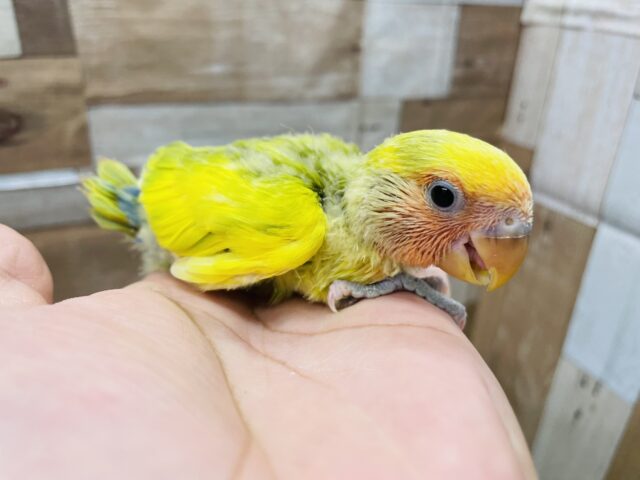 コザクラインコ（小桜インコ）