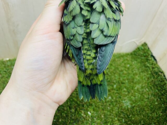 サザナミインコ