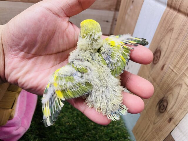 コザクラインコ（小桜インコ）