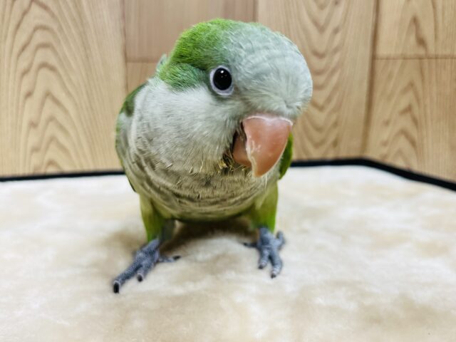 【最新動画更新🪄】いっぱい食べる君が好き♫オキナインコ(グリーン)ヒナ オキナインコ
