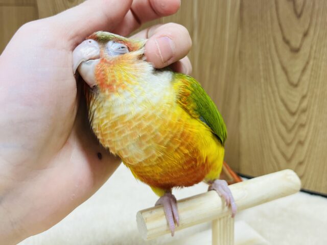 ホオミドリウロコインコ