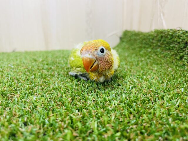 ヤマブキボタンインコ