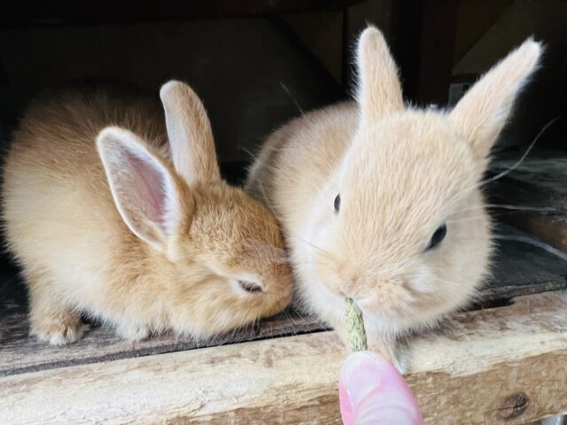 ネザーランドドワーフ