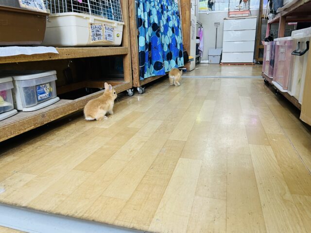 ネザーランドドワーフ