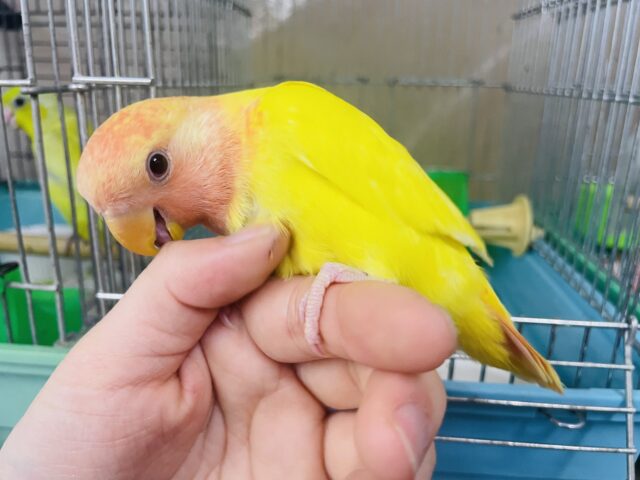 コザクラインコ（小桜インコ）