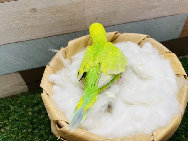 セキセイインコ