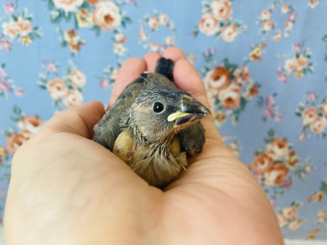 桜文鳥 / 白文鳥