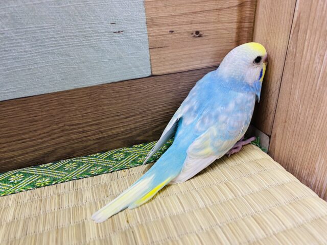 セキセイインコ