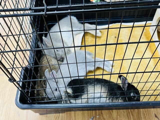 ネザーランドドワーフ