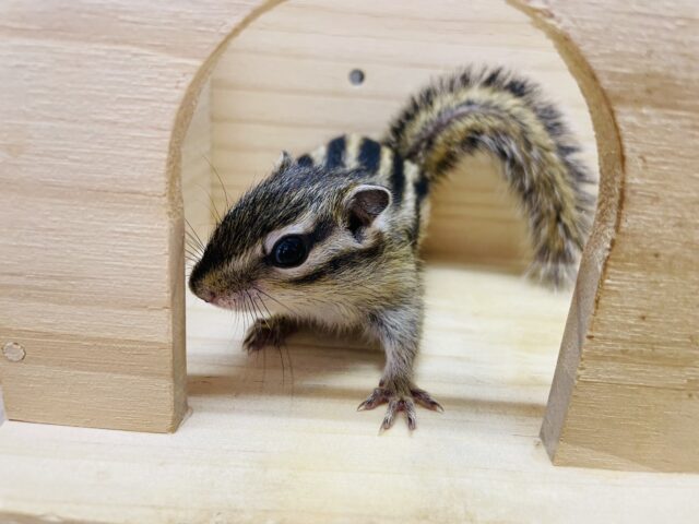 シマリス（ノーマル）