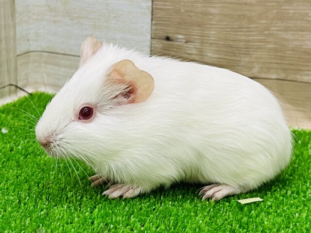 イングリッシュモルモット