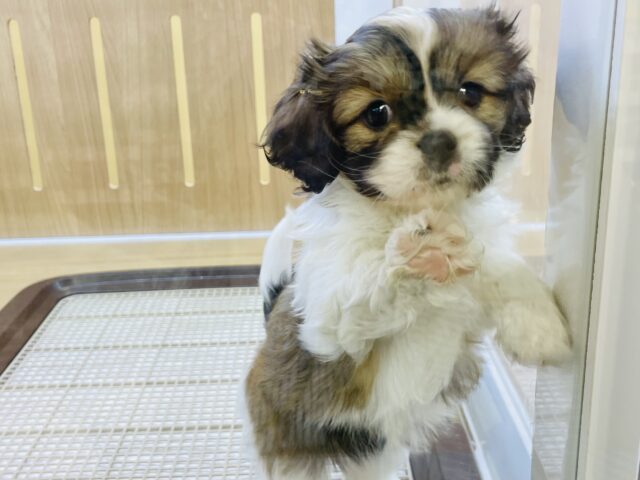 キャバペキ（ペキキャバ）