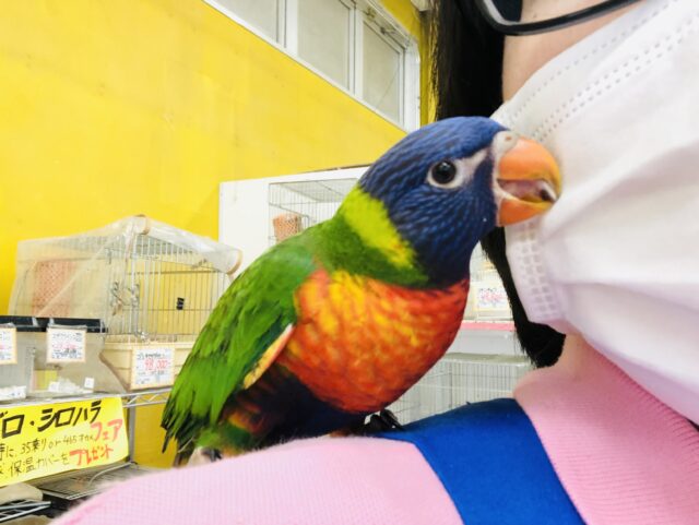 ゴシキセイガイインコ