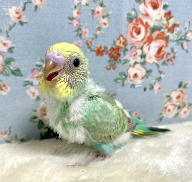 セキセイインコ