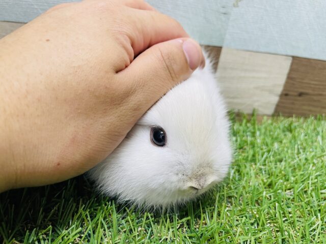 真っ白黒目の激カワなうさぎさん!ネザーランドドワーフのフロスティ! ネザーランドドワーフ