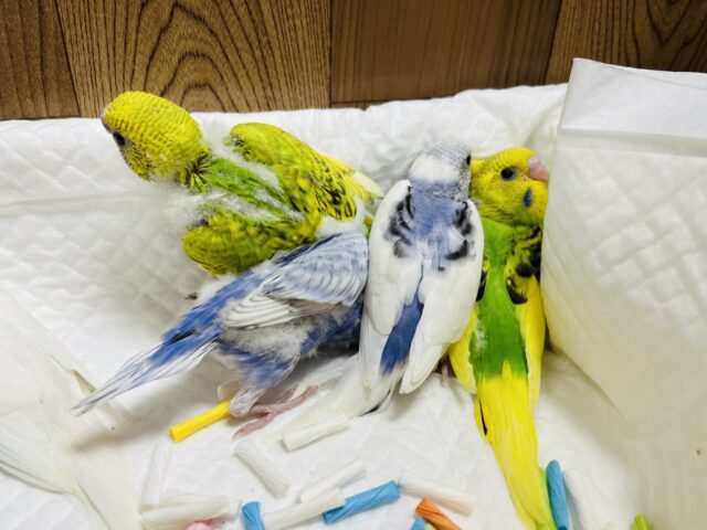 セキセイインコ