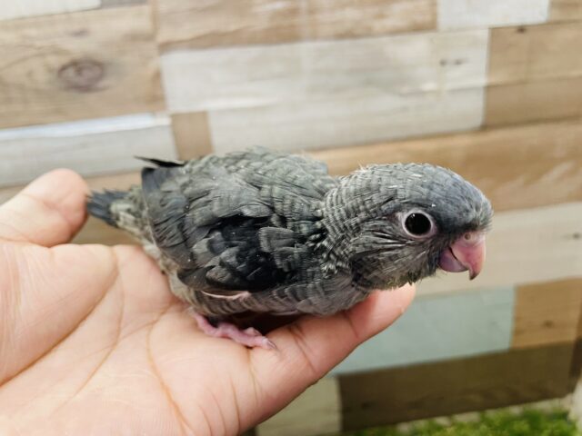 サザナミインコ