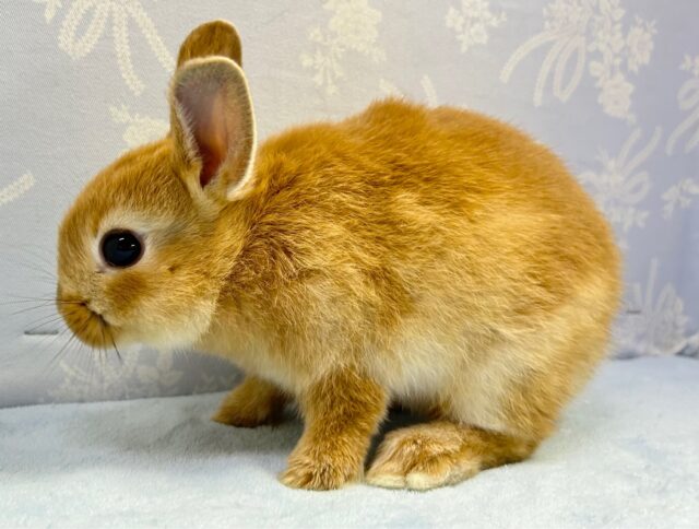 ネザーランドドワーフ