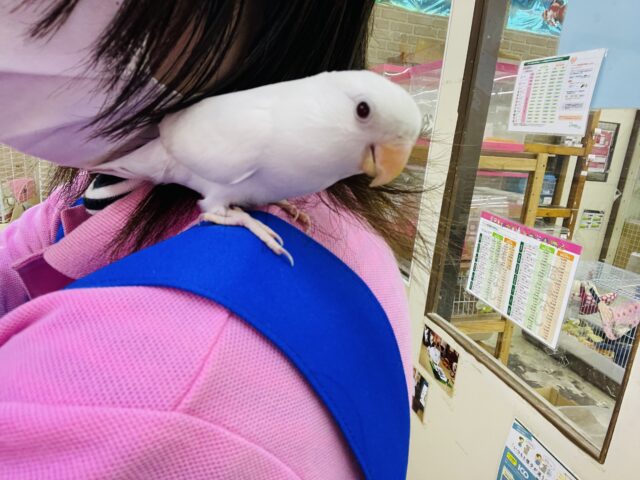 コザクラインコ（小桜インコ）