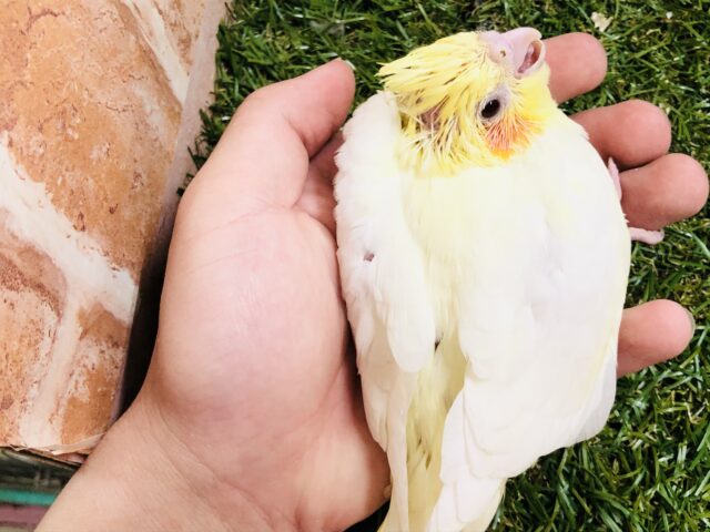 オカメインコ