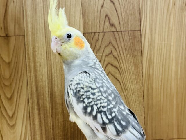 オカメインコ