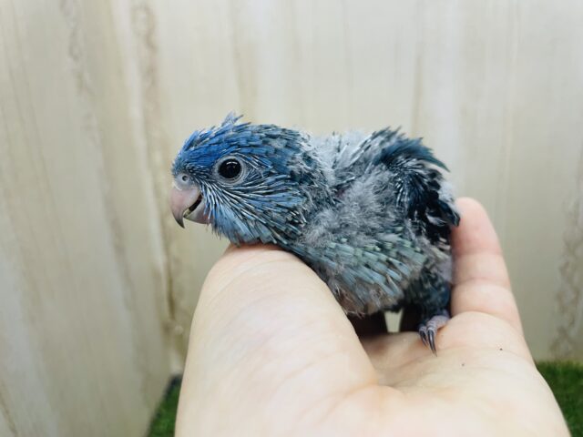 サザナミインコ