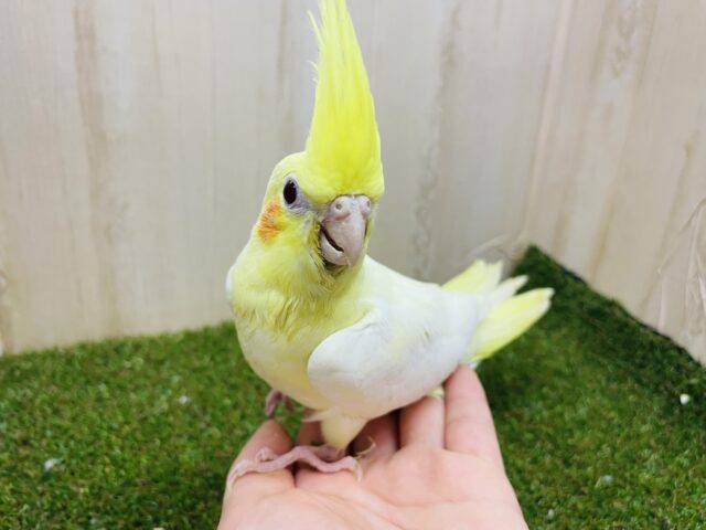 オカメインコ