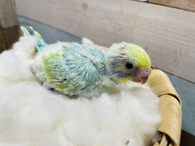 セキセイインコ