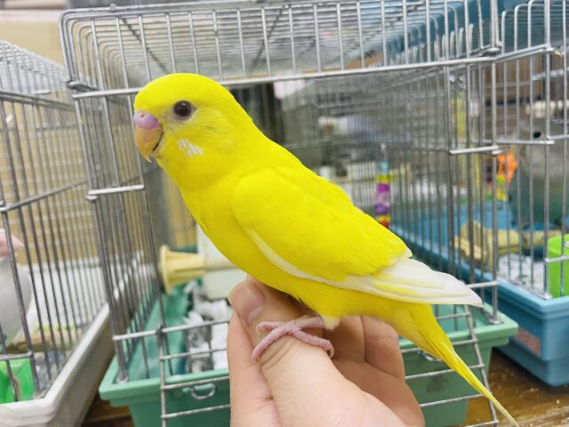 セキセイインコ