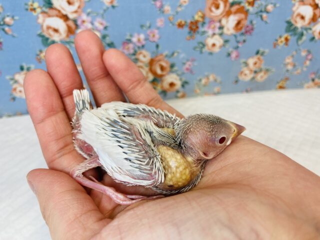 シルバーイノ文鳥